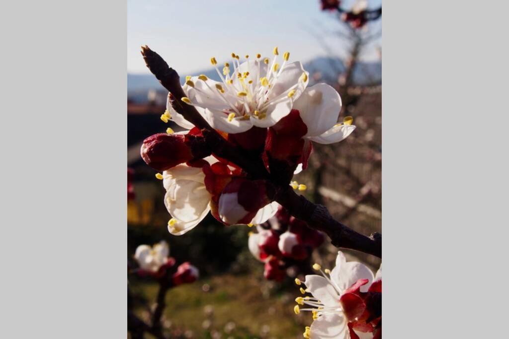 Villa Wachtertor 크렘스안더다노 외부 사진